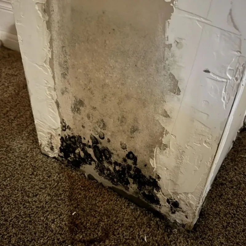 Professional Mold Removal in Cameron Park, CA